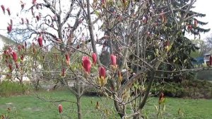 Розовая магнолия с большими бутонами #магнолия #бутон #Pink #magnolia with #big #buds