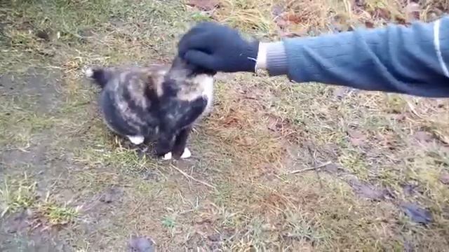 Ласковая кошка смотреть онлайн