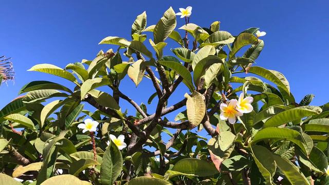 2019 Baron Resort Sharm смотреть онлайн