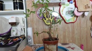 3.Бонсай из множество стволов Граната формируем стиль Моёги часть 3.