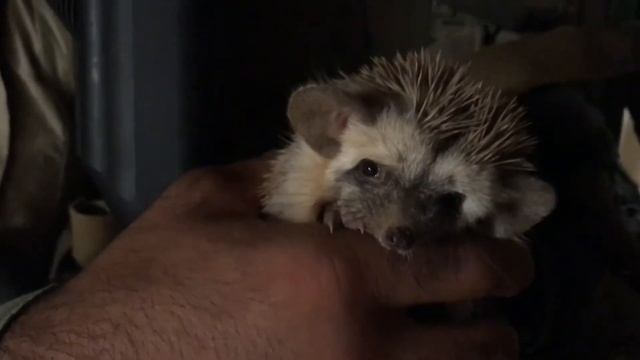 Ёж . Ушастый . hérisson . hedgehog . Африка. Africa смотреть онлайн