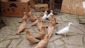 Бакинские Жолтые чубатые Голуби.