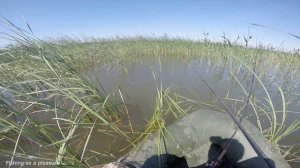 ЛОВЛЯ КРУПНОГО КАРАСЯ НА ОЗЕРЕ В КАМЫШАХ