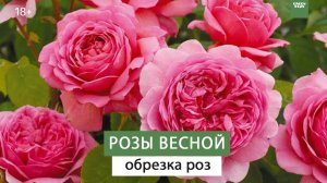 ОБРЕЗКА РОЗ. РОЗЫ ВЕСНОЙ УХОД