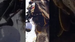 Пчеловодство в Китае! Все тонкости при медозборе!