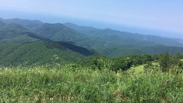 звуки природы пение птиц смотреть онлайн