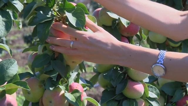 Яблоневые сады. Съемка с коптера. смотреть онлайн