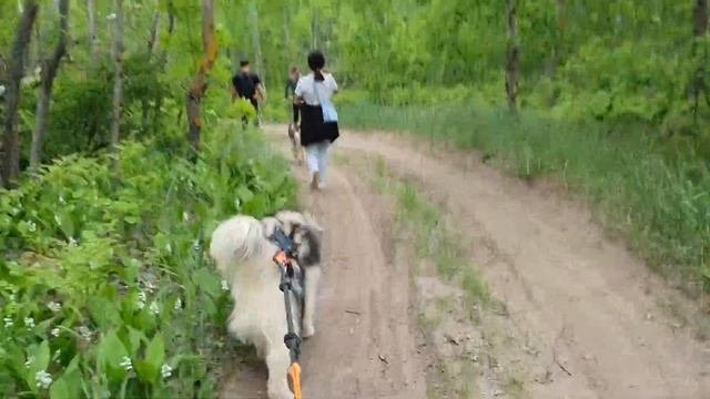 Дог-трекинг - что это такое?