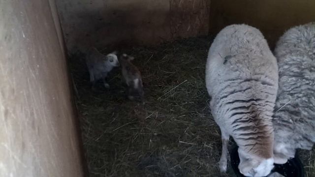 март. ягнята. смотреть онлайн