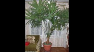 Комнатные пальмы