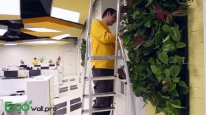 Фитостена. Монтаж - Легко и просто.