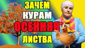 Осенняя листва для кур. Лучшая подстилка для кур.