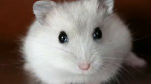 Кого купить Джунгарика или Сирийского? dzungarian hamster vs Syrian hamster