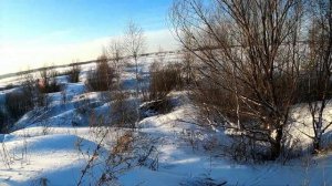 Куропатки из ночлега, вылетают из-под снега