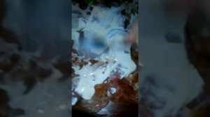 Мясо в духовке лангет новогоднее блюдо