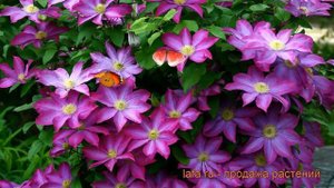 Клематис крупноцветковый Какио (clematis kakio) ? Какио обзор: как сажать, рассада клематиса Какио