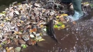 РЫБАЛКА НА ДАЛЬНЕМ ВОСТОКЕ РЕКА ПИХЦА