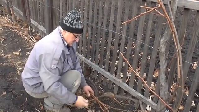 Как уложить виноградную лозу на зиму. Подготовка винограда к опрыскиванию