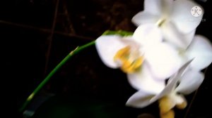 Обзор домашнего цветения фаленопсиса Бургунди. Phal. Burgundy.    29 июня 2021 г.