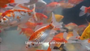 Цветные караси - жёлтый ,красно-белый, оранжево-белый.