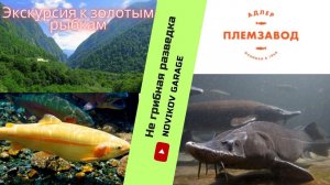 НЕ грибная разведка 12 октября 2023, форелевое хозяйство : «Племенной форелеводческий завод «Адлер»