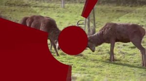 10 самых необычных фактов о животных | Самые интересные факты о животных