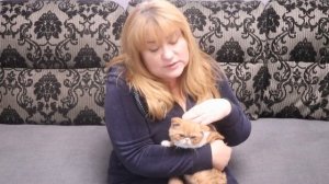Котенок в доме  первый день. Советы новичкам Как помочь котенку адаптироваться в новом  доме. Экзот