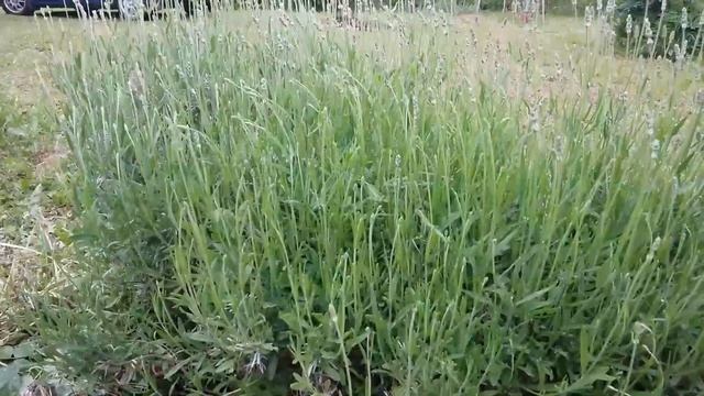 Как вырастить лаванду. Лаванда в Подмосковье. Почва, условия смотреть онлайн