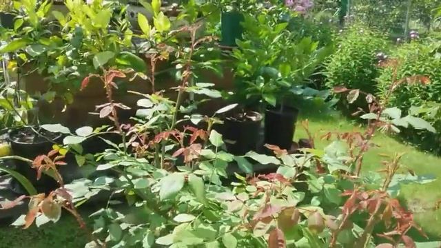 Прогулка по летнему, подмосковному саду.Розы: Дездемона, Swan Lake, Салита. смотреть онлайн