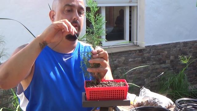 Bonsai Zero Ciprés - Cupressus Sempervirens смотреть онлайн