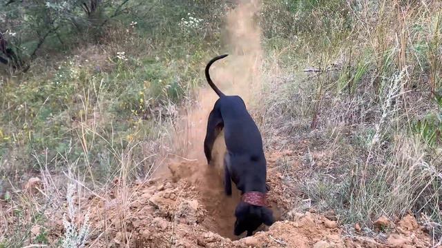 Левретка ищет клад) #левреткасаратов#левреткисаратов#левреткавсаратове#pli65#iggi64 смотреть онлайн