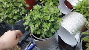 Как ПРОСТО! избавиться от ПЕРЕГРЕВА КОРНЕВОЙ в горшках?