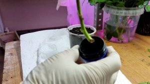 Черенкование роз в стаканчики