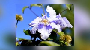 Цветы (фотографии Ирины Вахрушевой)