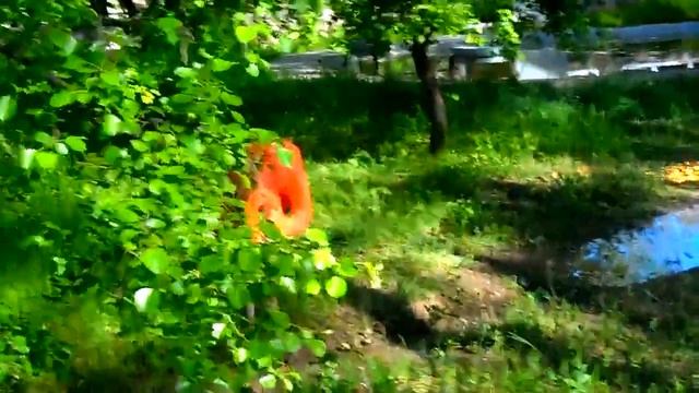 РОЗОВЫЙ ФЛАМИНГО-ДИТЯ ЗАКАТА