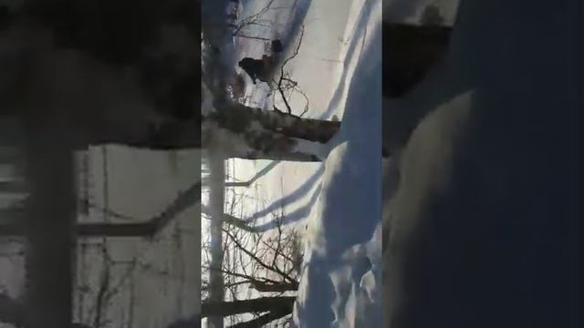 Снегоход Dingo T-125 смотреть онлайн