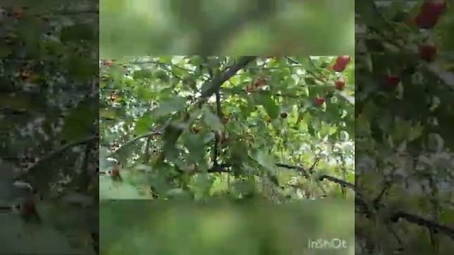 ДАЧА/СЛОМАЛАСЬ МАШИНА/ ЗАЦВЕЛИ ЛИЛЕЙНИКИ, БРУГМАНСИЯ/ НА ФЕРМЕ смотреть онлайн