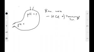 Физиология | Пищеварение #1