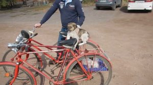 Как котята и щенок катались  на веломобиле