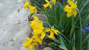 Нарцисс махровый " ОБДАМ" обзор.  Легенда о Нарциссе. Terry narcissus "OBDAM" Legend of Narcissus.