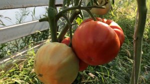 Сорт томата Вечная Любовь Лучший сорт моего огорода.