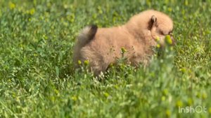 Милые шпицы