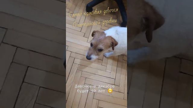 Наша красавица Джек Рассел терьер королевских кровей 🐕 #джекрасселтерьер #породасобак #собака