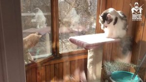 Антикошка сетка Киров отзывы. Установка сетки Антикошка. Отзыв заказчика. Сетка на деревянную лоджи