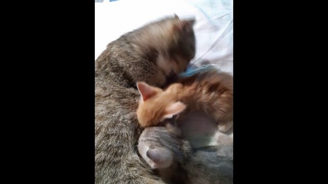 #КошкаБетти##животные