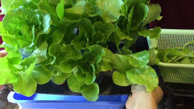 Hydroponics Vegetable and Tomato Harvest 2020 May смотреть онлайн