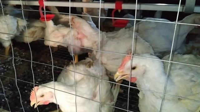 Вес КОББ 500 Чехия на 40 день смотреть онлайн