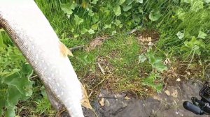 Рыбалка на на спиннинг на реке Быстрая Сосна. Щука на блесну.