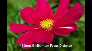 Sigma 150-600mm F5-6.3 DG DN Sports Review