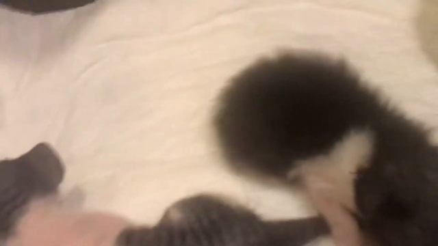 Донские котята Браш ,Флок (велюр),Лысые!#донскиесфинксы#сфинксы#котята#sphynskittens#sphynx#cats смотреть онлайн